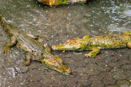 Small infant crocodilles in a small pool of water, at a park in Guayaquil, Guayas province, Ecuador, South America, on an overcast morningの写真素材