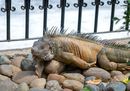 Iguana sunbathing like usual in the Iguana Park (Parque de las Iguanas), which is a central downtown park in front of the city's cathedral. A very touristic park. Guayaquil, Ecuadoの写真素材