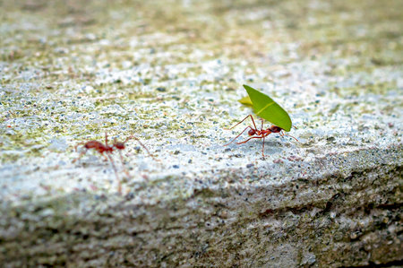 Up close view of working ants, some with leafs and others without, all working together as a colony. Outskirts of the town of Mindo, Pichincha province, Ecuadorの写真素材