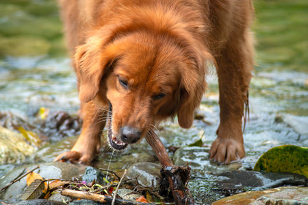 A female golden retriever dog playing with a wooden stick, in and around a river close to the town of Mindo, Pichincha province, Ecuador, on an overcast morningの写真素材