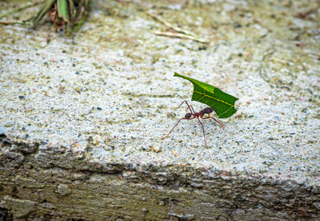 Up close view of working ants, some with leafs and others without, all working together as a colony. Outskirts of the town of Mindo, Pichincha province, Ecuadorの写真素材