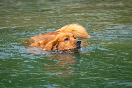 A golden retriever dog swimming in a river looking for its wooden stickの写真素材
