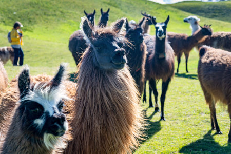 Llamas of all colors and sizes walking around a field and enjoying a beautiful sunny afternoon. Cochasqui, Ecuador.の写真素材
