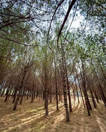 Moments before sunset inside of a beautiful and calm forest close to the capital city, up high in...