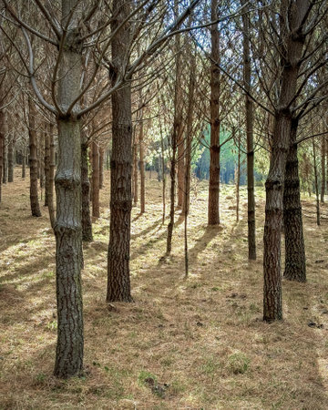 Moments before sunset inside of a beautiful and calm forest close to the capital city, up high in...
