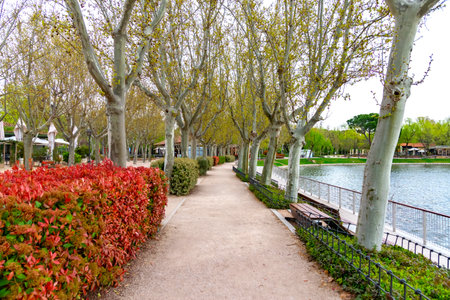 A wide, tree-lined avenue along El Lago de la Casa de Campo in Madrid, featuring tall sycamores with new leaves, a red-leaf hedge, and the calm lake on the leftの写真素材