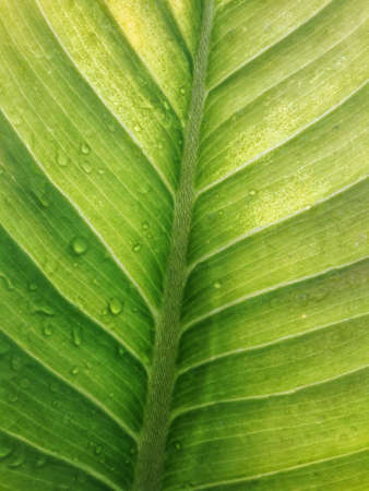 Green leaf with drops of waterの写真素材
