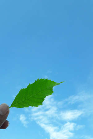 hand holding a green leaf blue sky backdrop