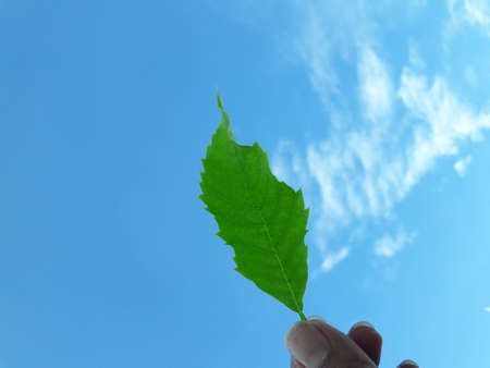 hand holding a green leaf blue sky backdropの写真素材