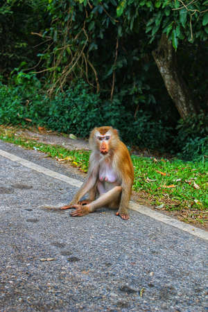 The trunk of a Birch tree, overgrown with green mossの写真素材