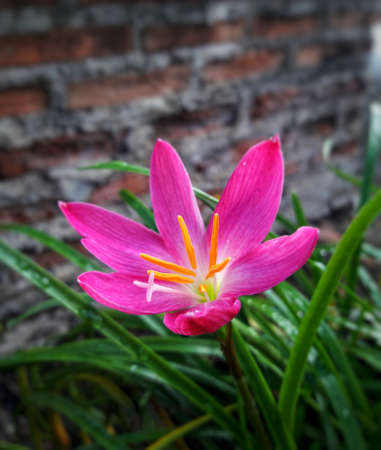 pink flower with yellow blossom in gardenの写真素材