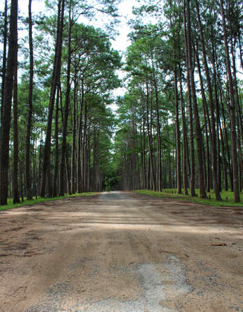 Walkway Lane Path With Green Trees in Forestの写真素材