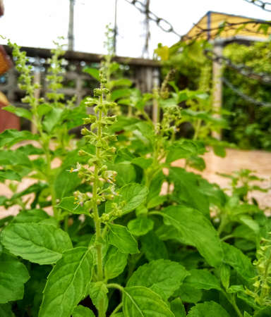 close up of fresh basil leavesの写真素材