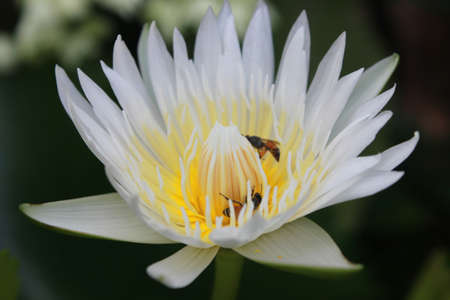 White Lotusの写真素材