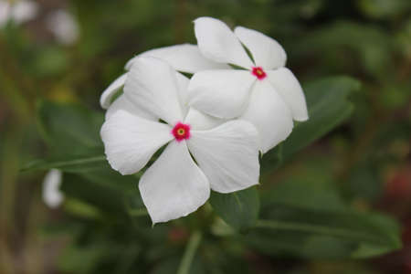 Two Madagascar Periwinkle
