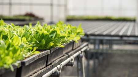 Sprouts of lettuce in Greenhouseの写真素材
