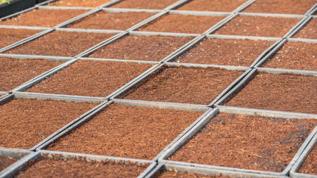 Seed in soilの写真素材