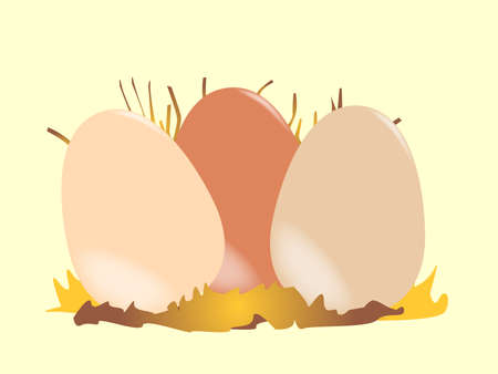 Three chicken eggs nestled together in the nest のイラスト素材