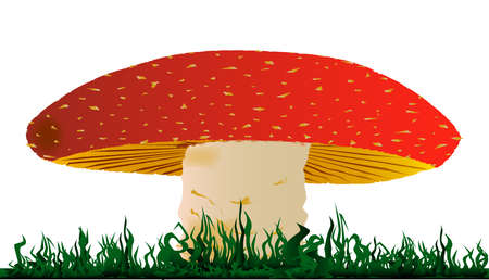 Large flat toadstool isolated on a white backgroundのイラスト素材