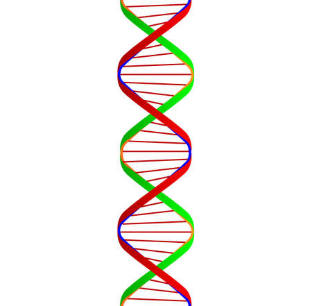 Cartoon depiction of the twin DNA ribons with conecting strandsのイラスト素材