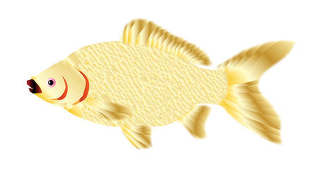 A trpical pet goldfish over a white backgroundのイラスト素材