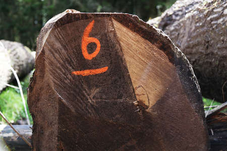 A sawn log with the number six sprayed onto the endの写真素材