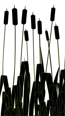Bulrush pond grass growing in silhouette against a white sky backgroundのイラスト素材