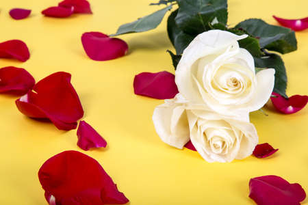 Zoom in or approach to two white roses with red petals on a yellow backgroundの写真素材