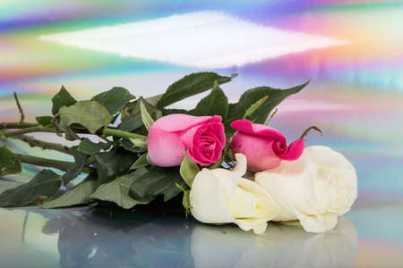 Two Mexican pink roses with two Mexican white roses on a colorfull blured backgroundの写真素材