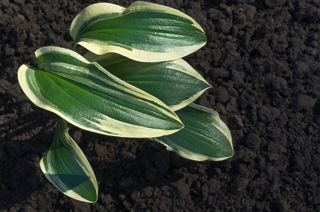 Leaves of hosta sunlit are on the background of the brown groundの写真素材