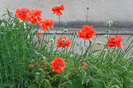 Blooming scarlet poppies against the gray plastered wallsの写真素材