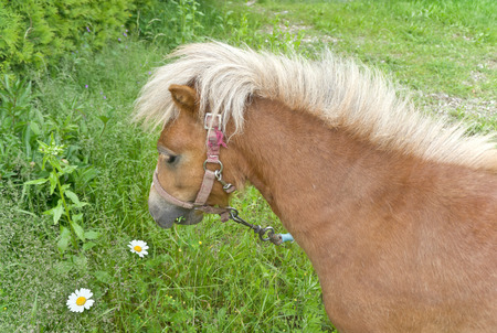 Pony grazing on the lawn  Focus is on the muzzle of the animal の写真素材