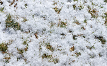 Green grass covered with first snowの写真素材