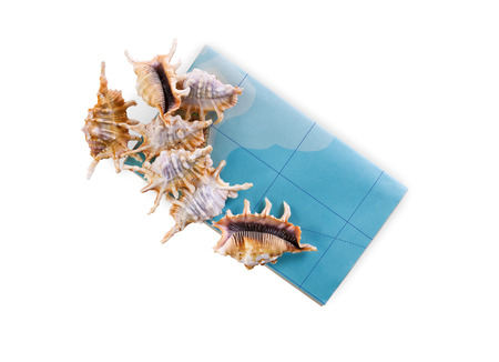 Shells isolated on white background. Top view