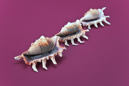Shells lie diagonally on a dark pink background