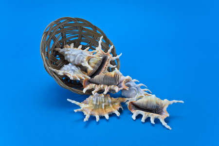 Shells are in a round basket on blue backgroundの写真素材