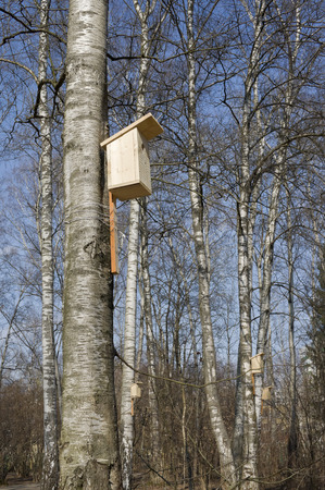 Birdhouse is on the tree in the birch forestの写真素材