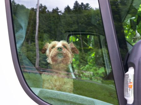 Dog terrier is behind the glass  carの写真素材