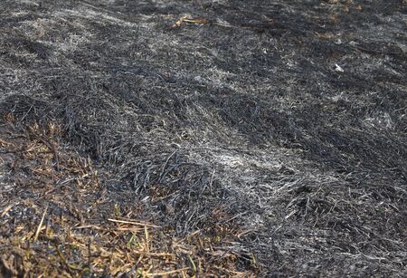 Grass after a fireの写真素材