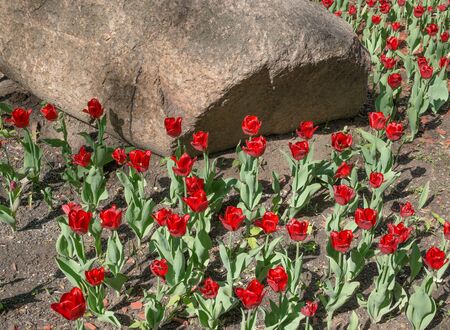 Blooming tulips against the background of large stoneの写真素材