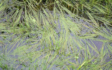 Ditch filled with water from the growing grassの写真素材
