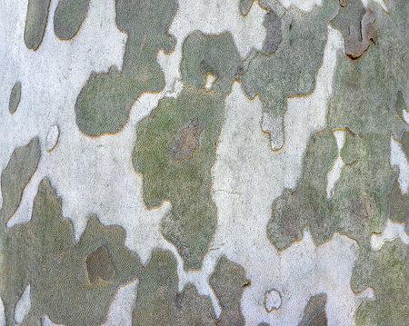 Texture of tree bark with green and gray spotsの写真素材