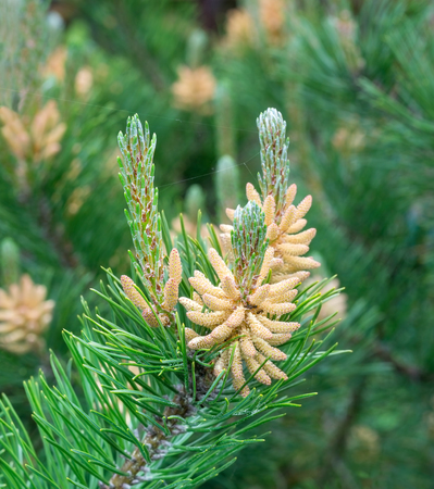 Blooming branch of pine tree.Small depth of fieldの写真素材