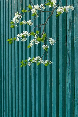 Flowering branch of plum tree against background of fence.Small depth of fieldの写真素材
