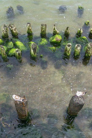 Seagulls are sitting on rotten piles, prominent out of water