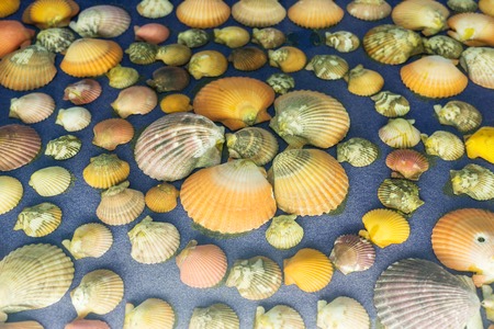 Many seashells laid out in circle on blue background.Small depth of field