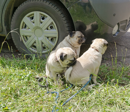 Three pugs sit on grass near wheel of carの写真素材