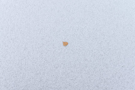 Birch leaf is on snow in winter season.Full frameの写真素材