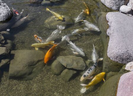 Decorative fishes swim in pond. Stones covered with moss lie on bottom. Sunny dayの写真素材