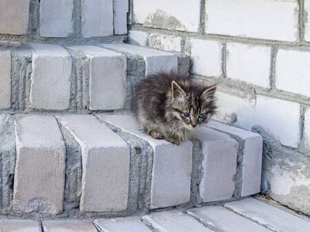 Homeless fluffy kitten sitting on old brick stepsの写真素材